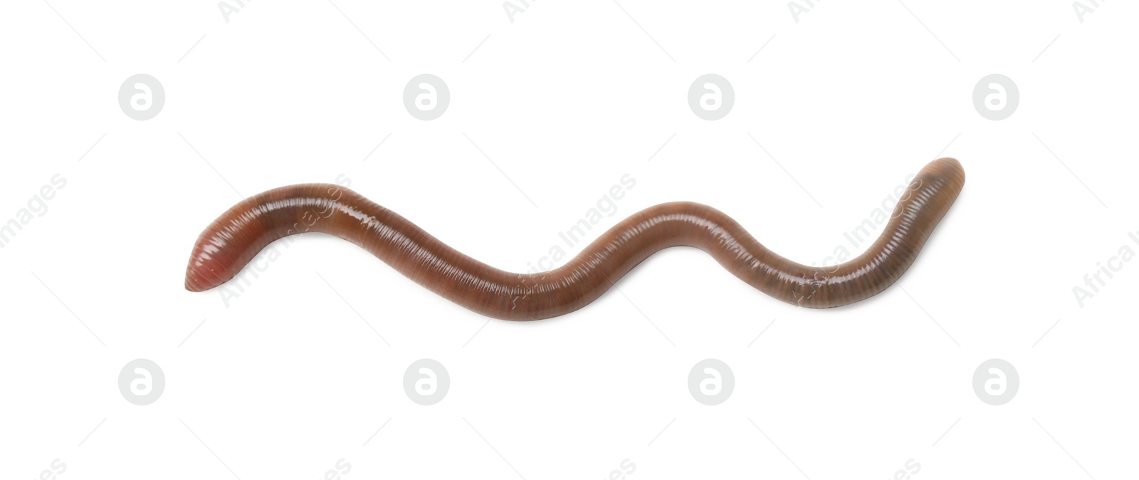 Photo of One earthworm isolated on white. Terrestrial invertebrates