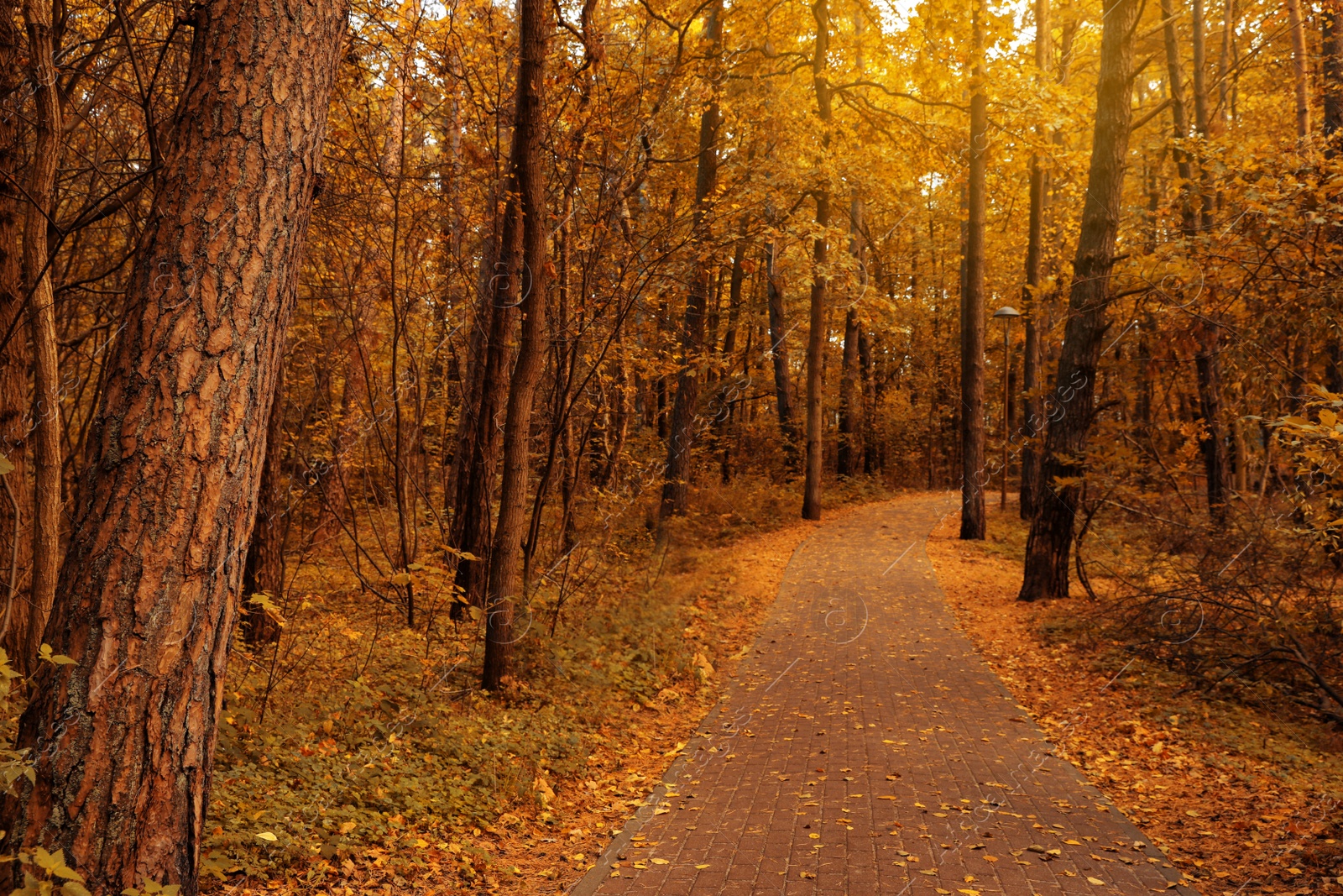 Photo of Many beautiful trees and pathway with fallen leaves in autumn park