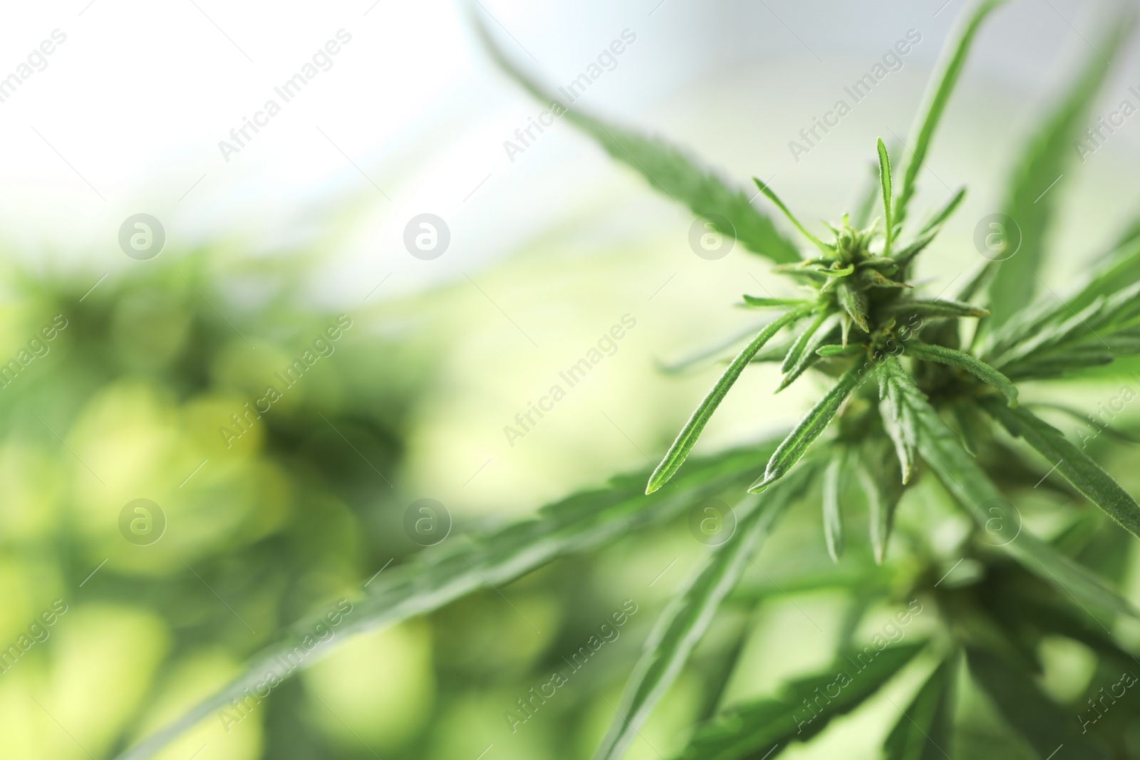 Photo of Green organic hemp on blurred background, closeup