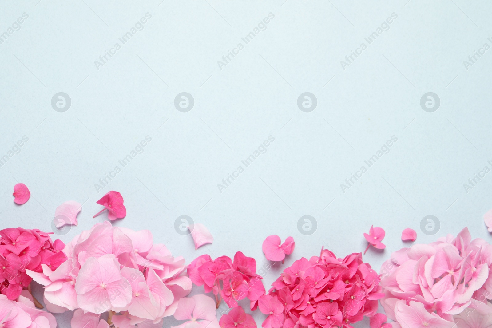 Photo of Beautiful hortensia flowers on pale light blue background, flat lay. Space for text