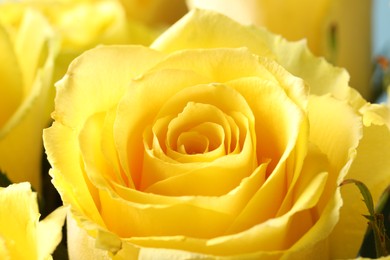 Beautiful rose with yellow petals, macro view