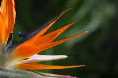 Photo of Bird of Paradise tropical flower on blurred background, closeup
