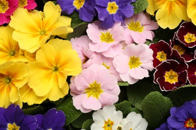 Photo of Beautiful primula (primrose) plants with colorful flowers as background, top view. Spring blossom