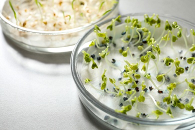 Photo of Germination and energy analysis of seeds on table, closeup. Laboratory research