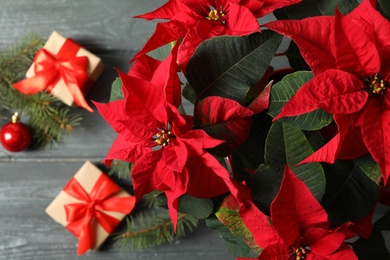 Poinsettia (traditional Christmas flower) with gift boxes on wooden table, top view