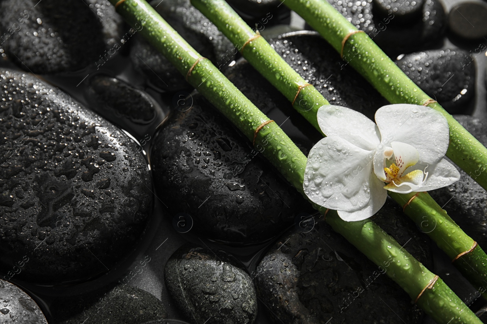 Photo of Bamboo branches, orchid and spa stones in water. Space for text