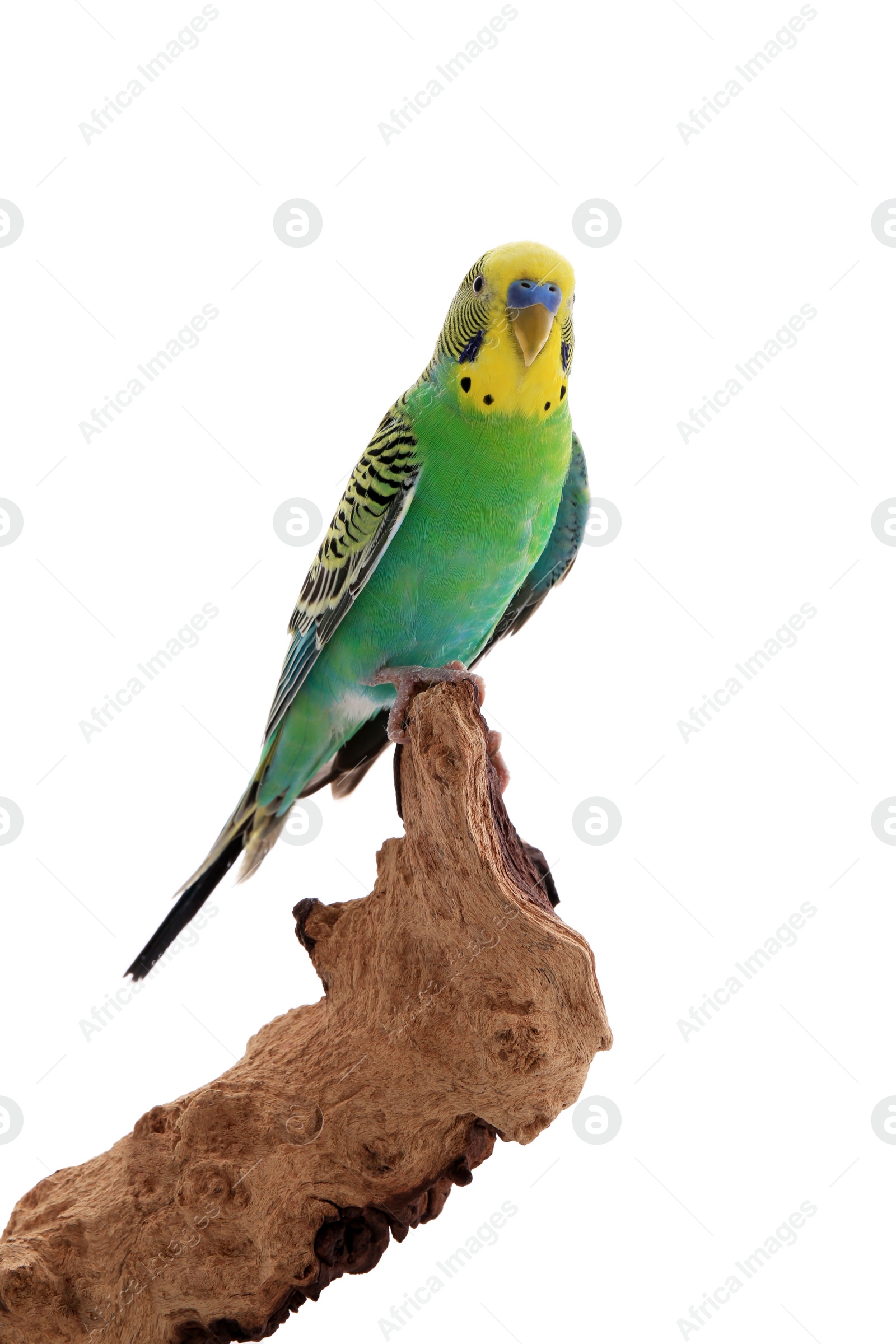 Photo of Beautiful parrot perched on wood against white background. Exotic pet