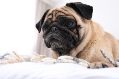 Happy cute pug dog on bed indoors