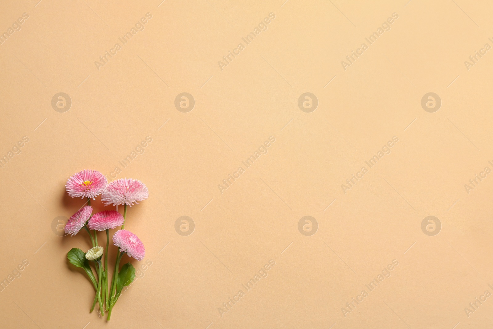 Photo of Flat lay composition with spring daisy flowers and space for text on color background