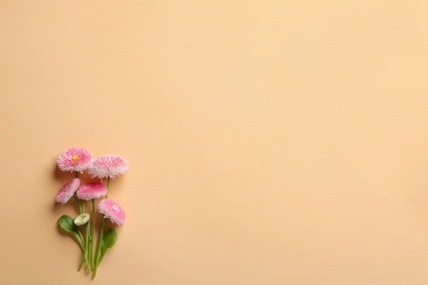 Photo of Flat lay composition with spring daisy flowers and space for text on color background