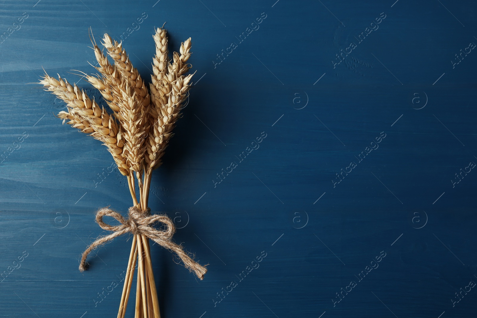 Photo of Bunch of wheat on blue wooden table, top view. Space for text