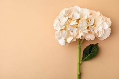 Photo of Beautiful hydrangea flower on beige background, top view. Space for text