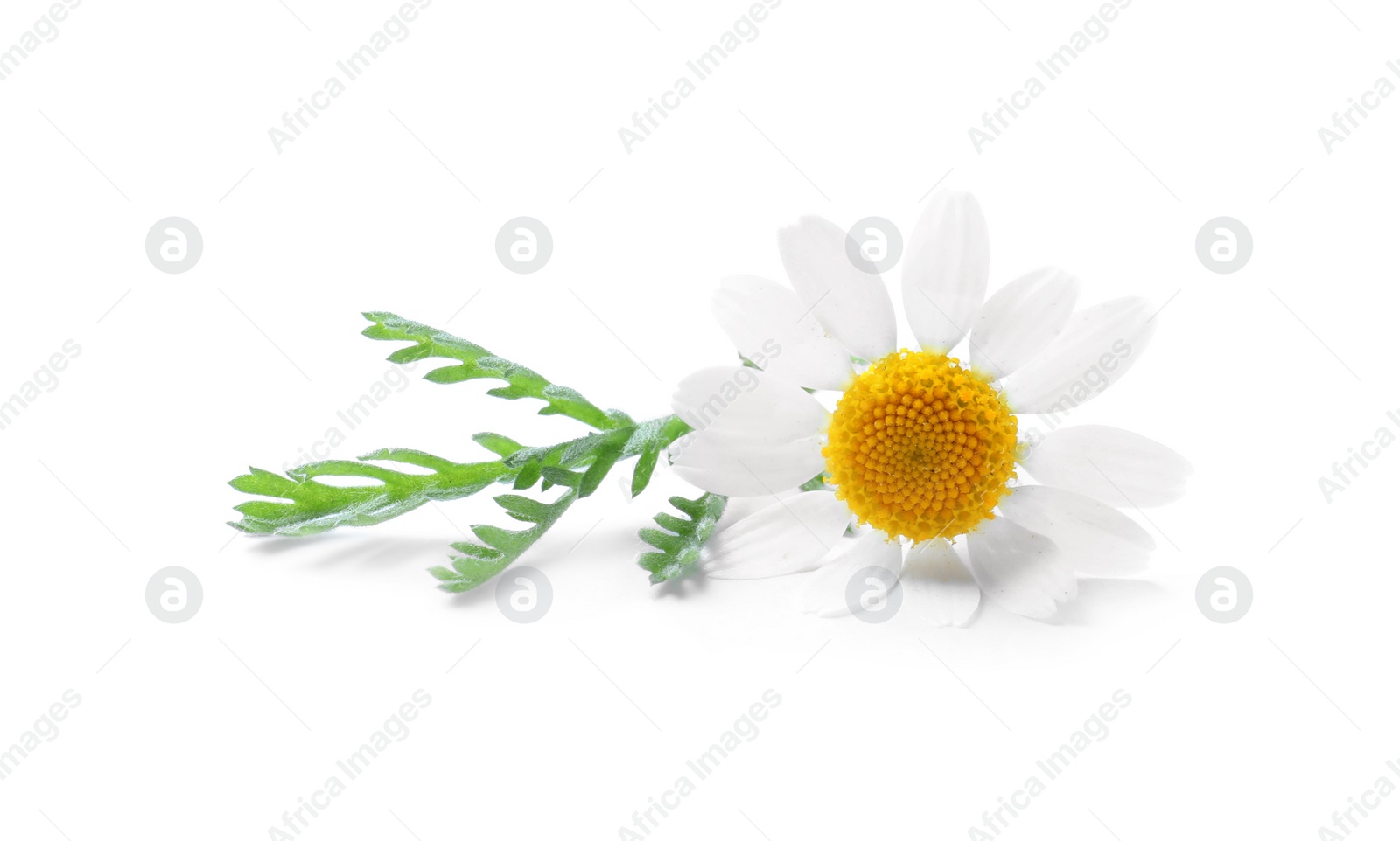 Photo of Blooming chamomile isolated on white. Beautiful flower