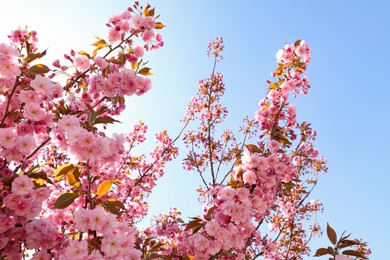 Beautiful blossoming sakura tree against blue sky, closeup