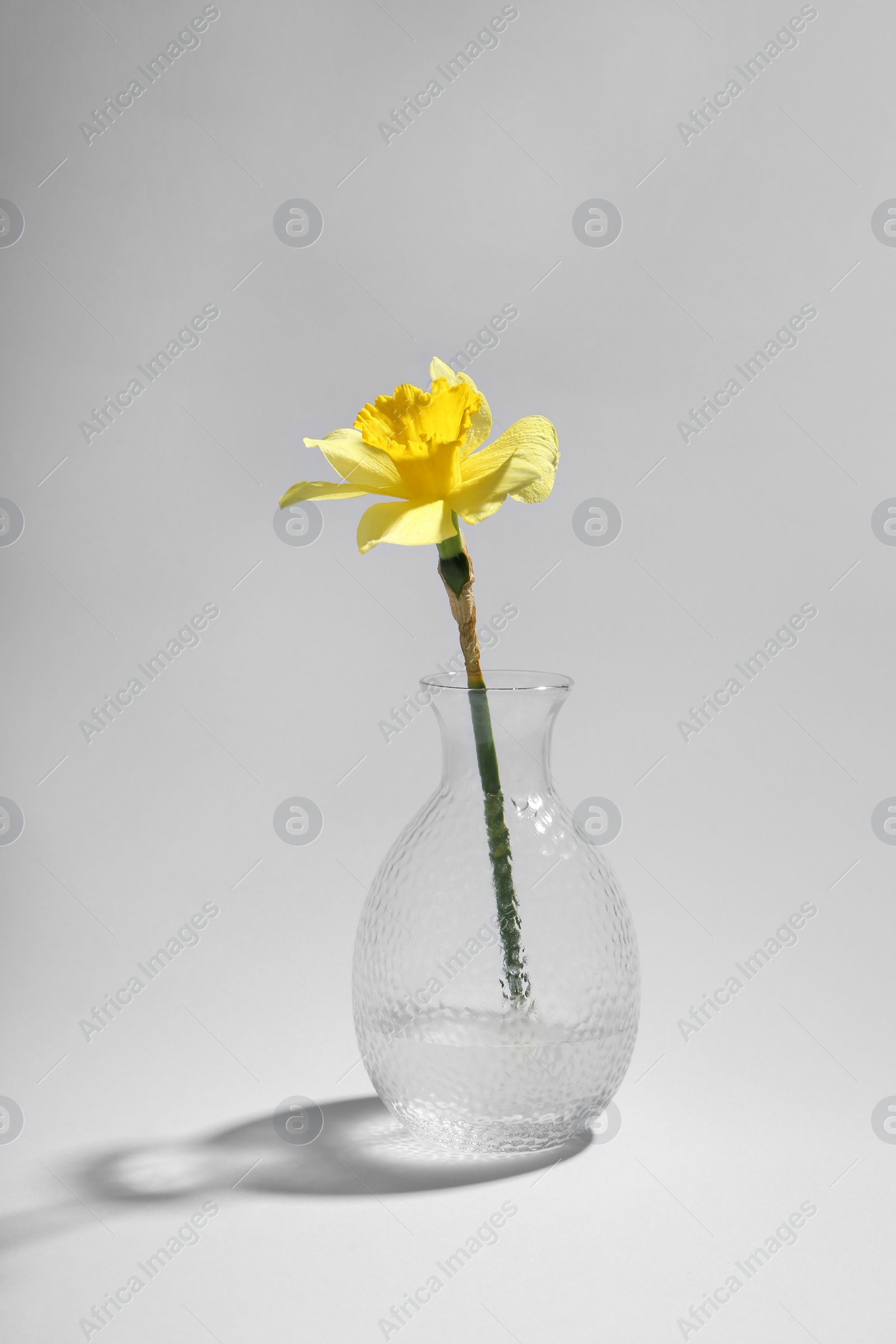 Photo of Beautiful yellow daffodil in vase on grey background