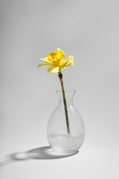 Photo of Beautiful yellow daffodil in vase on grey background
