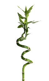 Green bamboo stem with leaves on white background