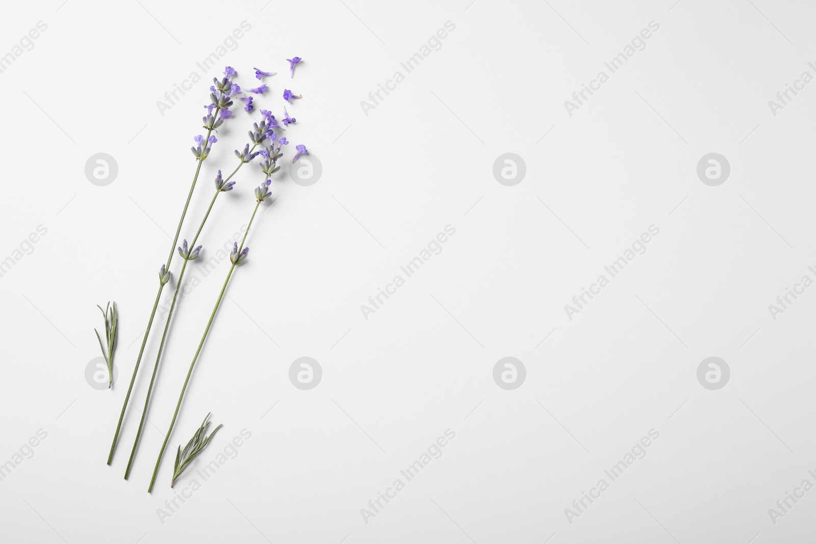 Photo of Beautiful aromatic lavender flowers on white background, flat lay. Space for text