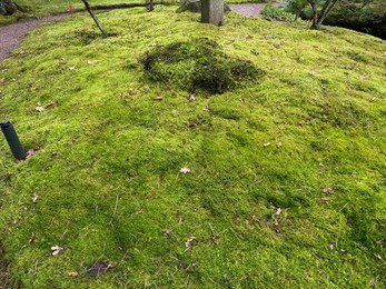 Bright moss and fallen leaves on ground in park, above view