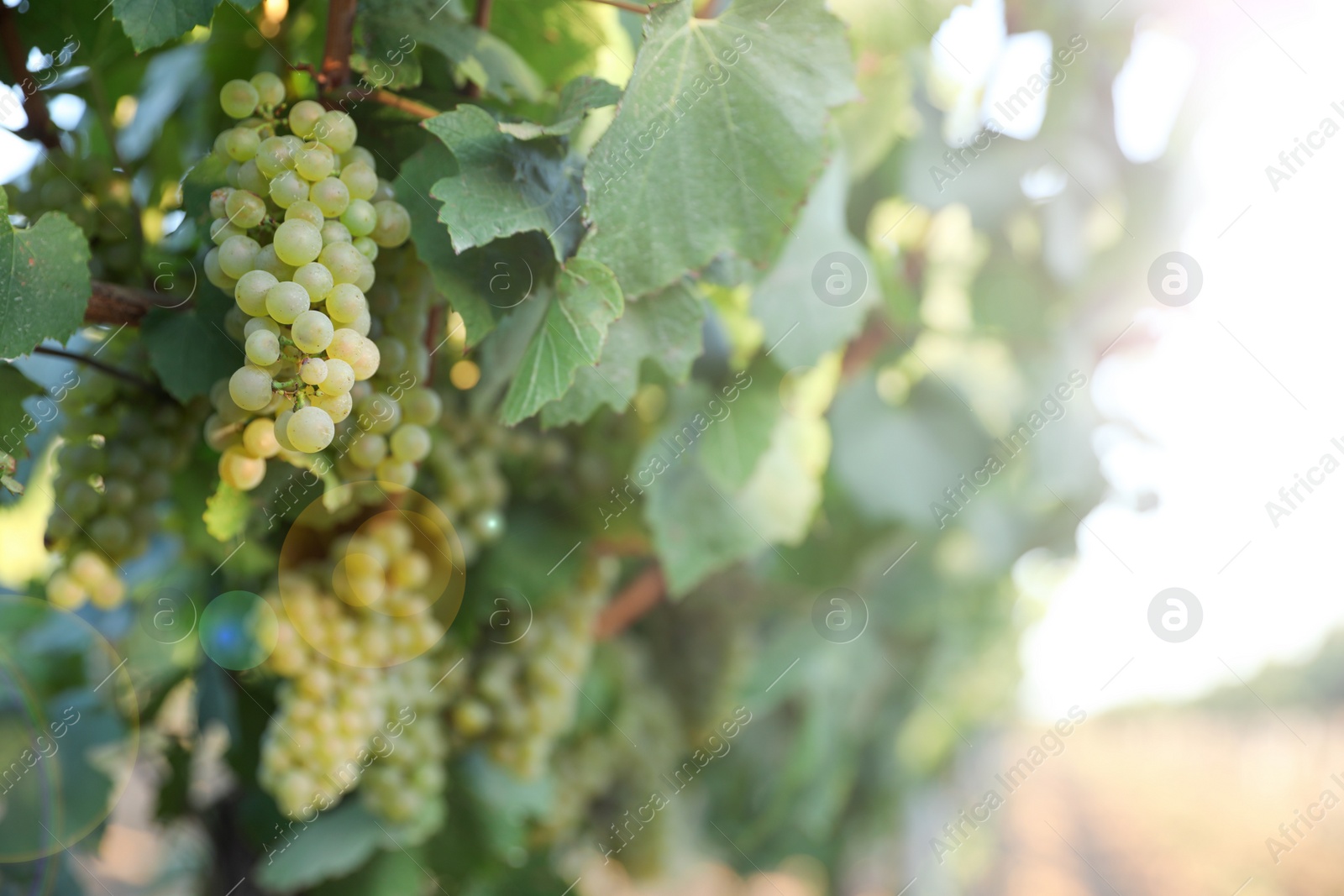 Photo of Bunch of ripe juicy grapes on branch in vineyard