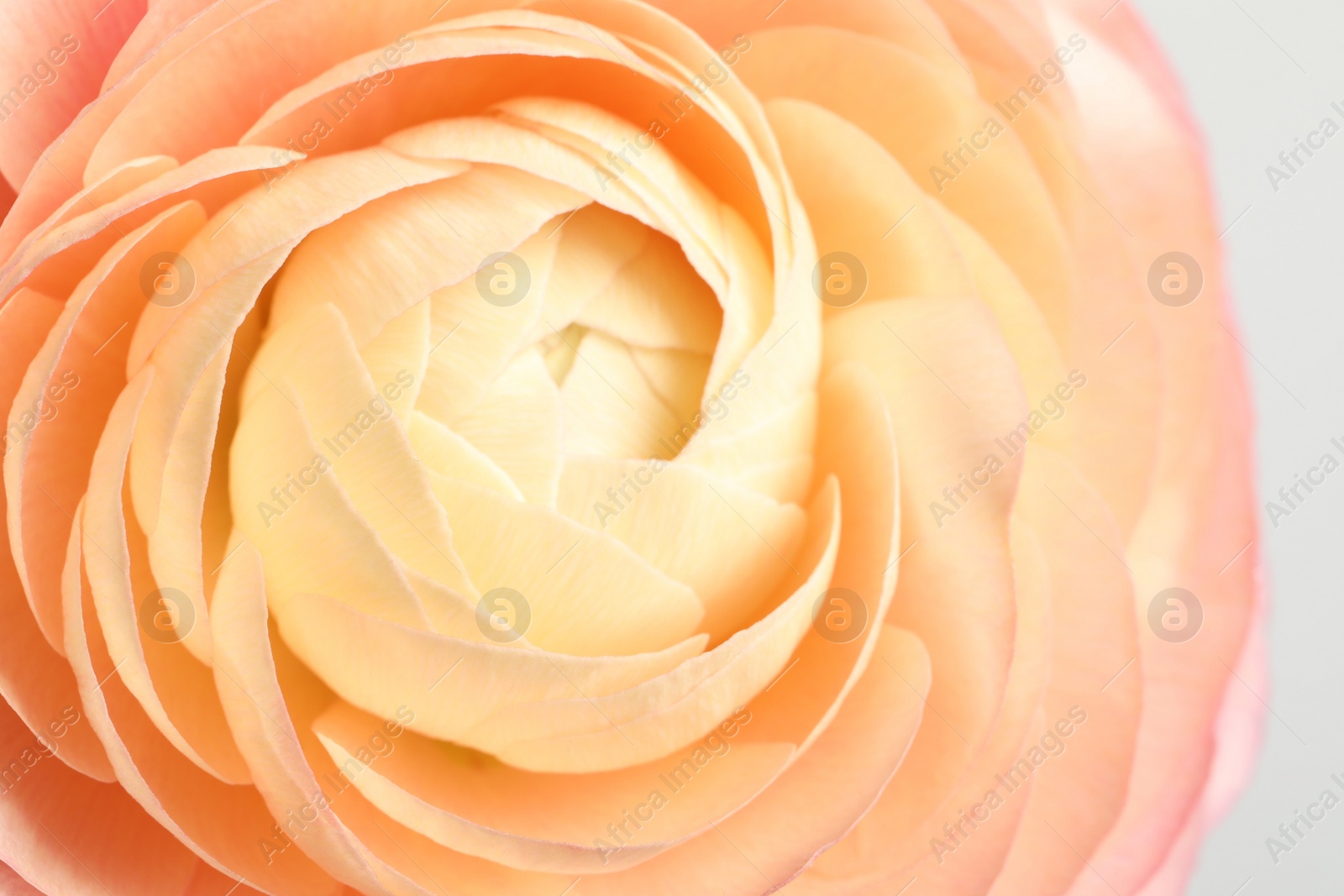 Photo of Closeup view of beautiful delicate ranunculus flower