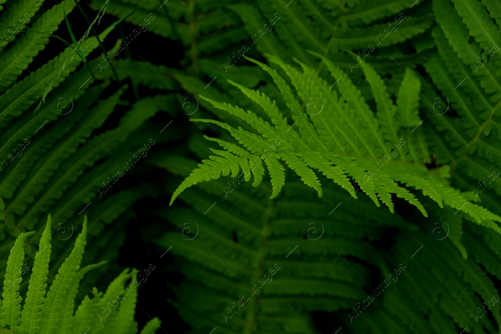 Photo of Beautiful fern with lush green leaves growing outdoors, closeup