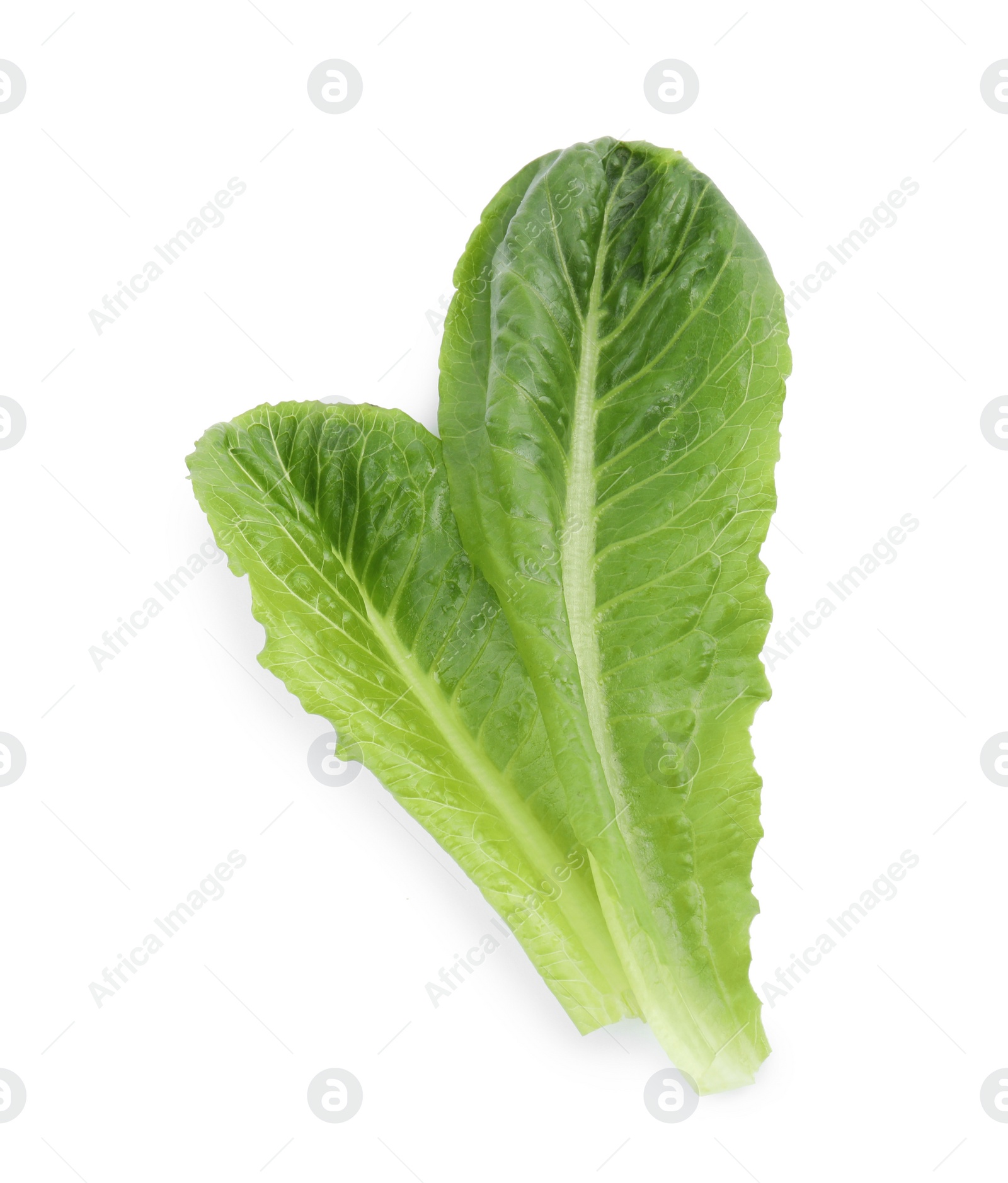 Photo of Fresh leaves of salad greens on white background