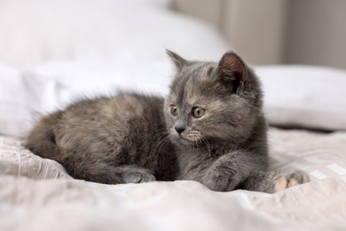 Cute fluffy kitten lying on soft bed