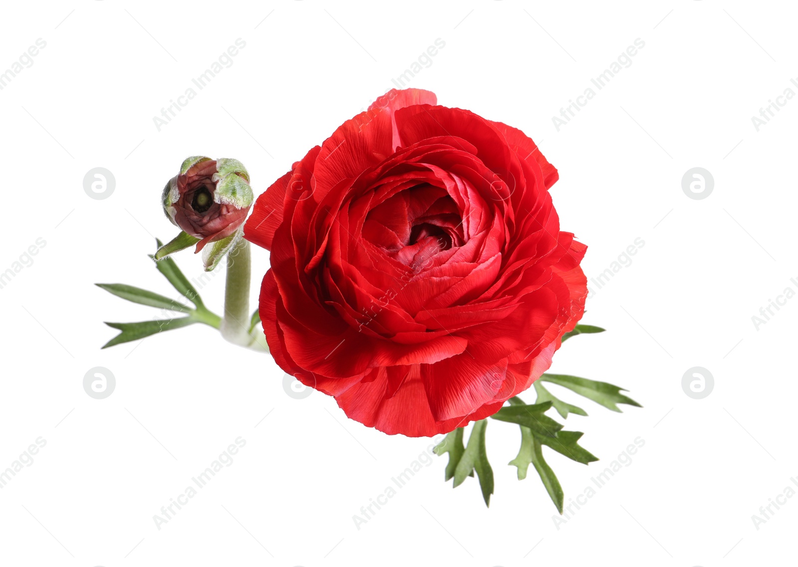 Photo of Beautiful fresh ranunculus flower on white background