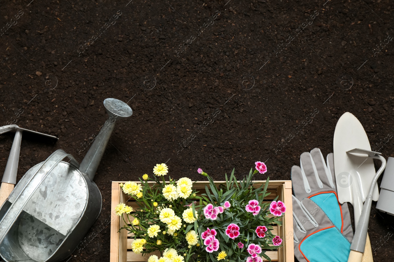 Photo of Flat lay composition with gardening tools and flowers on soil, space for text