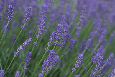 Photo of Beautiful blooming lavender plants in field, closeup