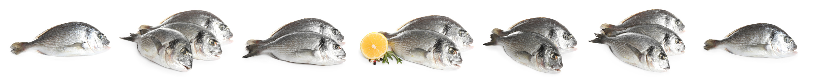 Image of Set of fresh raw dorada fish on white background