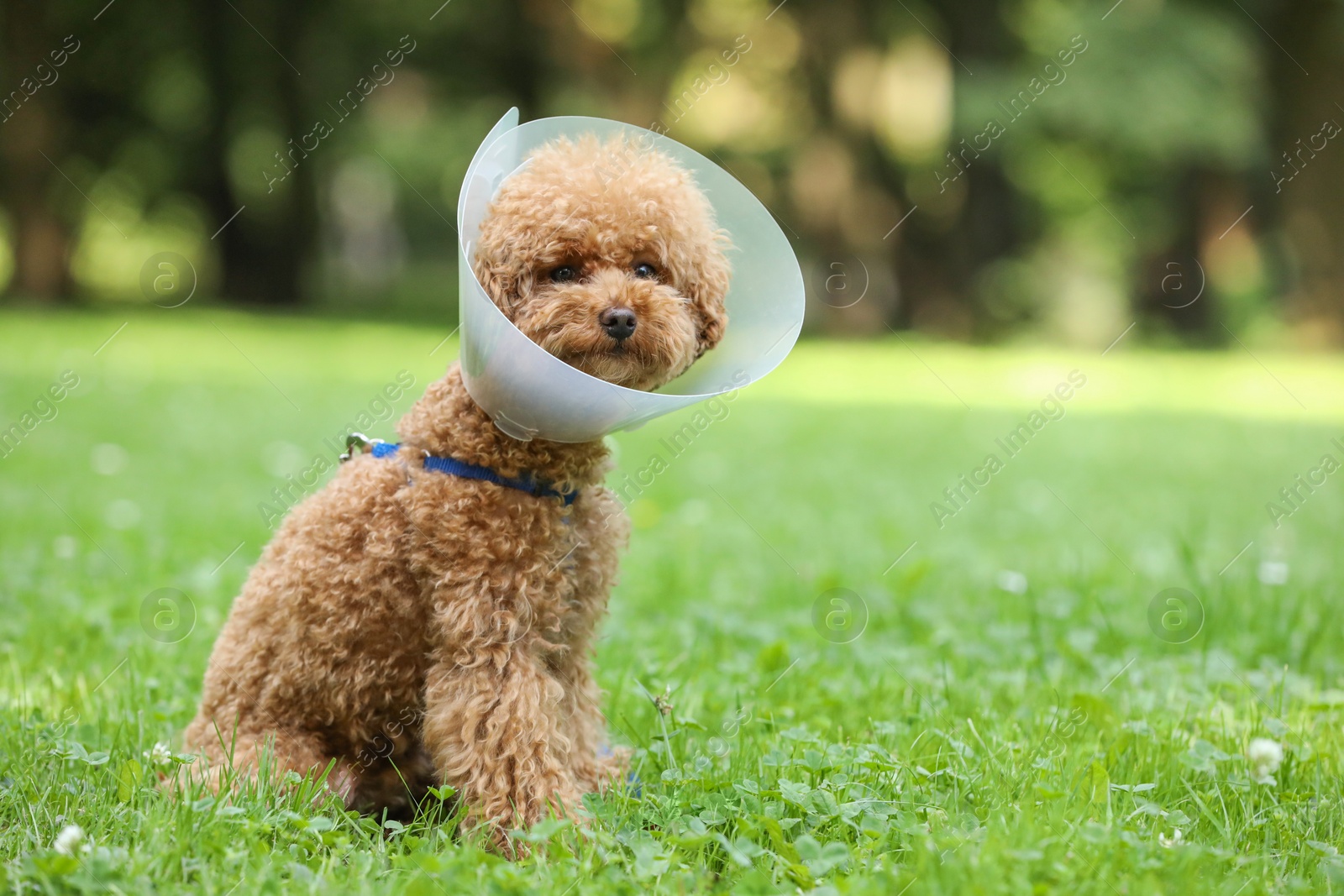 Photo of Cute Maltipoo dog with Elizabethan collar sitting on green grass outdoors, space for text