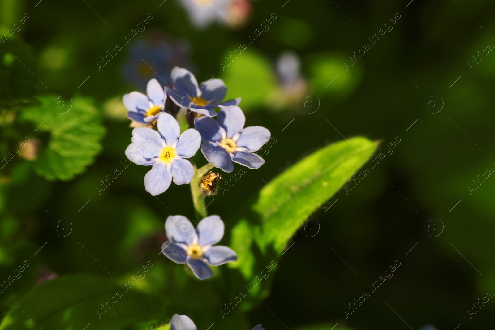 Photo of Beautiful forget-me-not flowers growing outdoors, space for text. Spring season