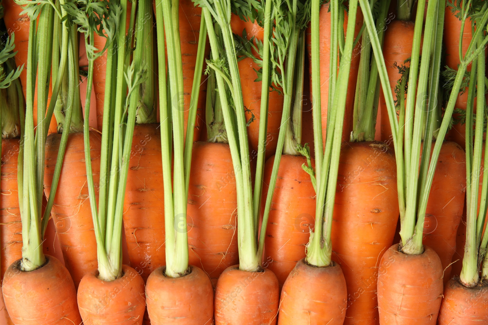 Photo of Fresh ripe carrots as background, top view