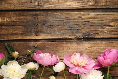 Photo of Beautiful peonies on wooden background, flat lay. Space for text