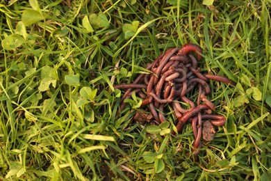 Photo of Many earthworms on green grass, top view. Space for text