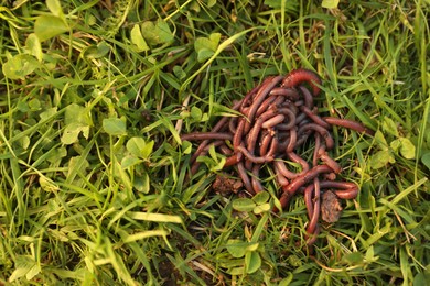 Many earthworms on green grass, top view. Space for text