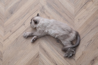 Photo of Beautiful fluffy cat lying on warm floor in room, top view. Heating system
