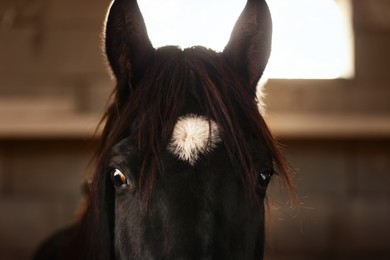 Photo of Adorable black horse in stable, closeup. Lovely domesticated pet