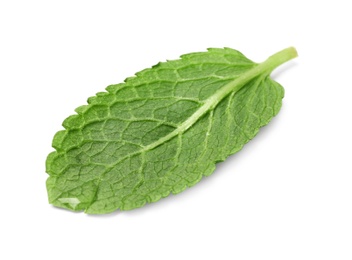 Photo of Wet leaf of fresh mint isolated on white