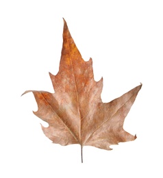 Photo of Beautiful leaf isolated on white. Autumn season