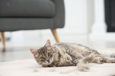 Photo of Cute cat and pet hair on carpet indoors