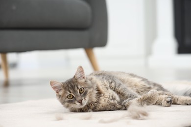 Cute cat and pet hair on carpet indoors