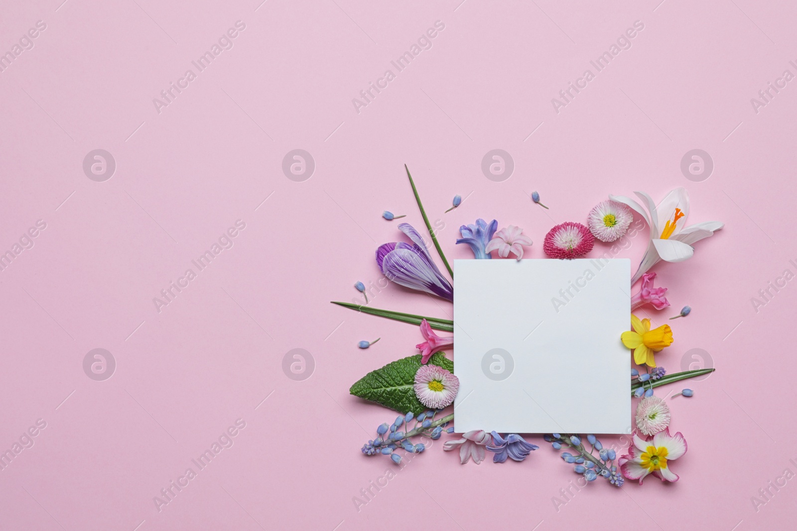 Photo of Flat lay composition with spring hyacinth flowers and blank card on color background, space for text