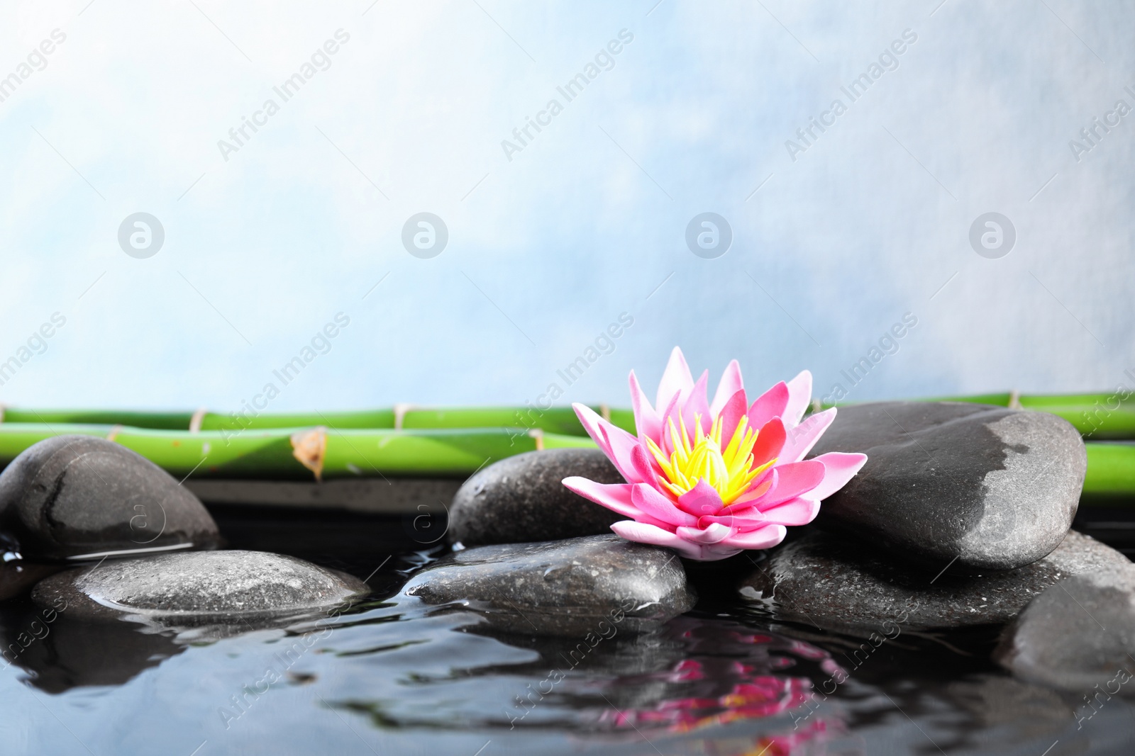 Photo of Beautiful zen garden with lotus flower and pond on light blue background