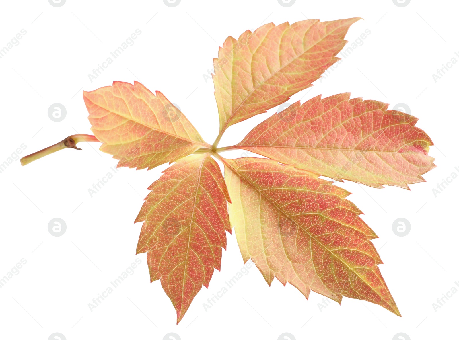 Photo of Autumn season. Bright leaf isolated on white