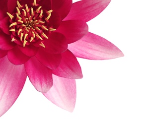 Beautiful blooming pink lotus flower on white background, closeup