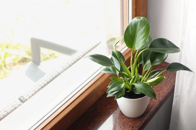 Beautiful green houseplant on window sill indoors, space for text