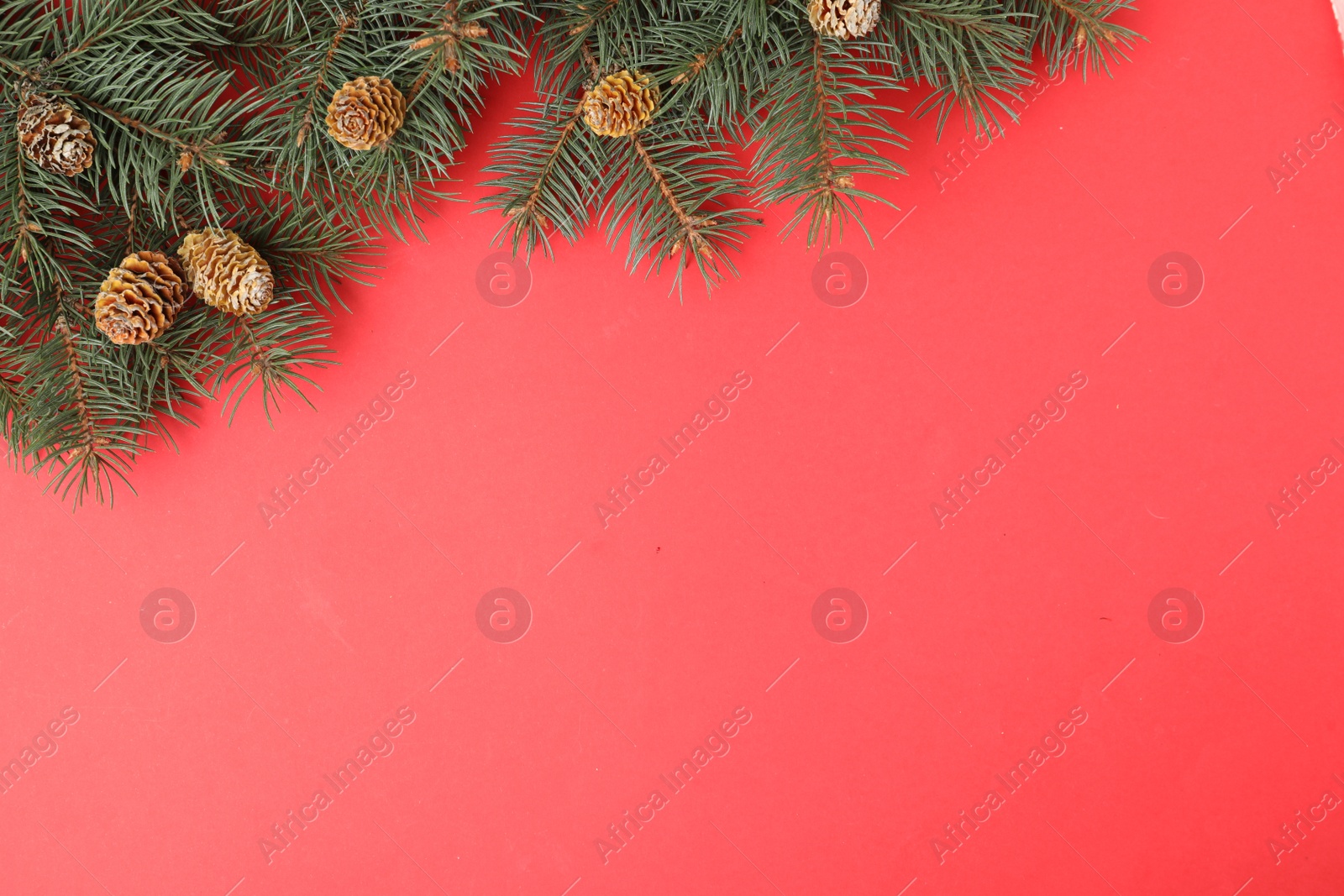 Photo of Top view of fir branches on red background, space for text. Winter holidays